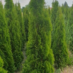 Thuja occidentalis Smaragd, vel. 180-220cm